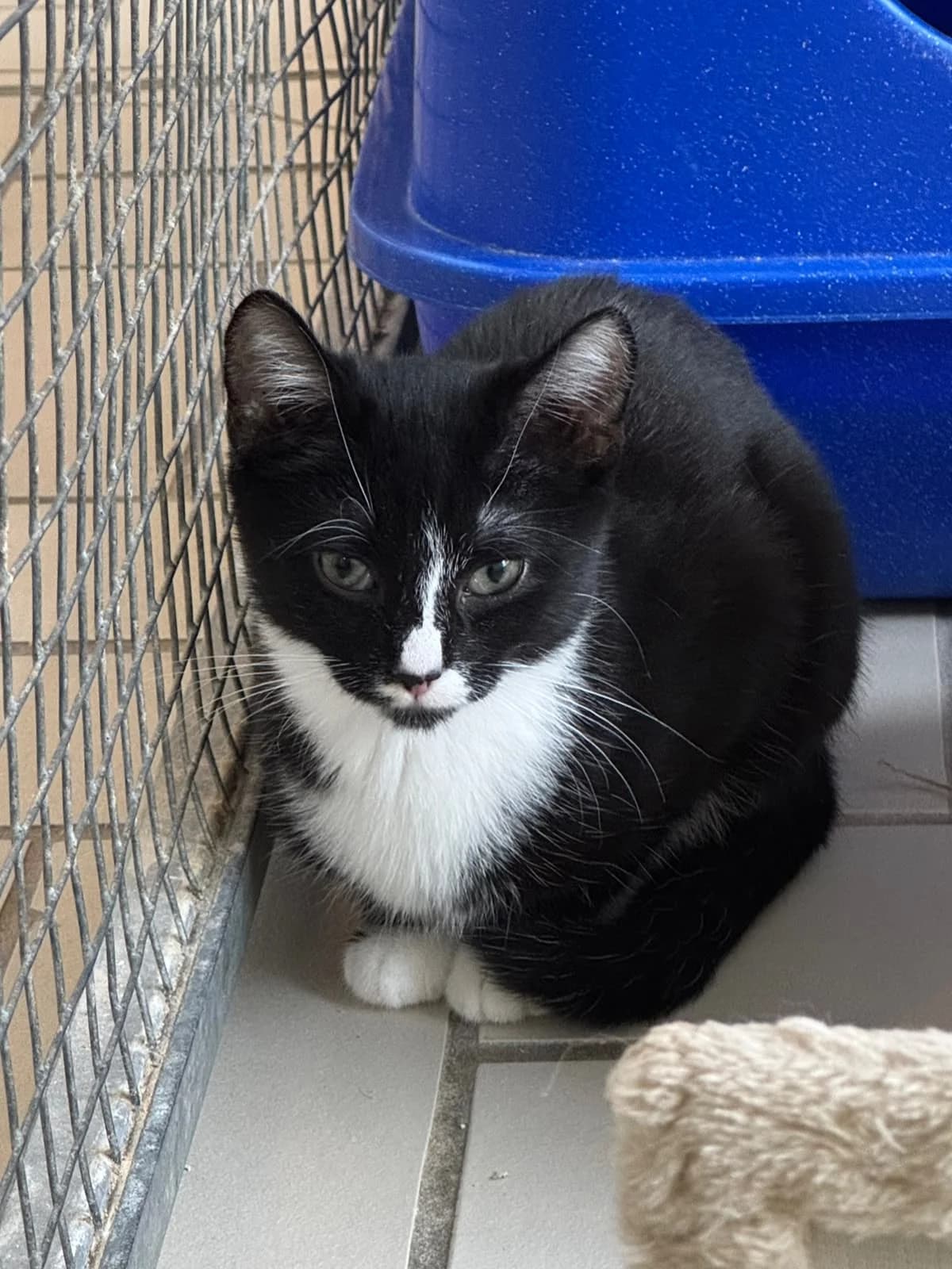 Kirsche, female puppy European Shorthair for adoption at Tierheim Ludwigshafen, Ludwigshafen/Rheim