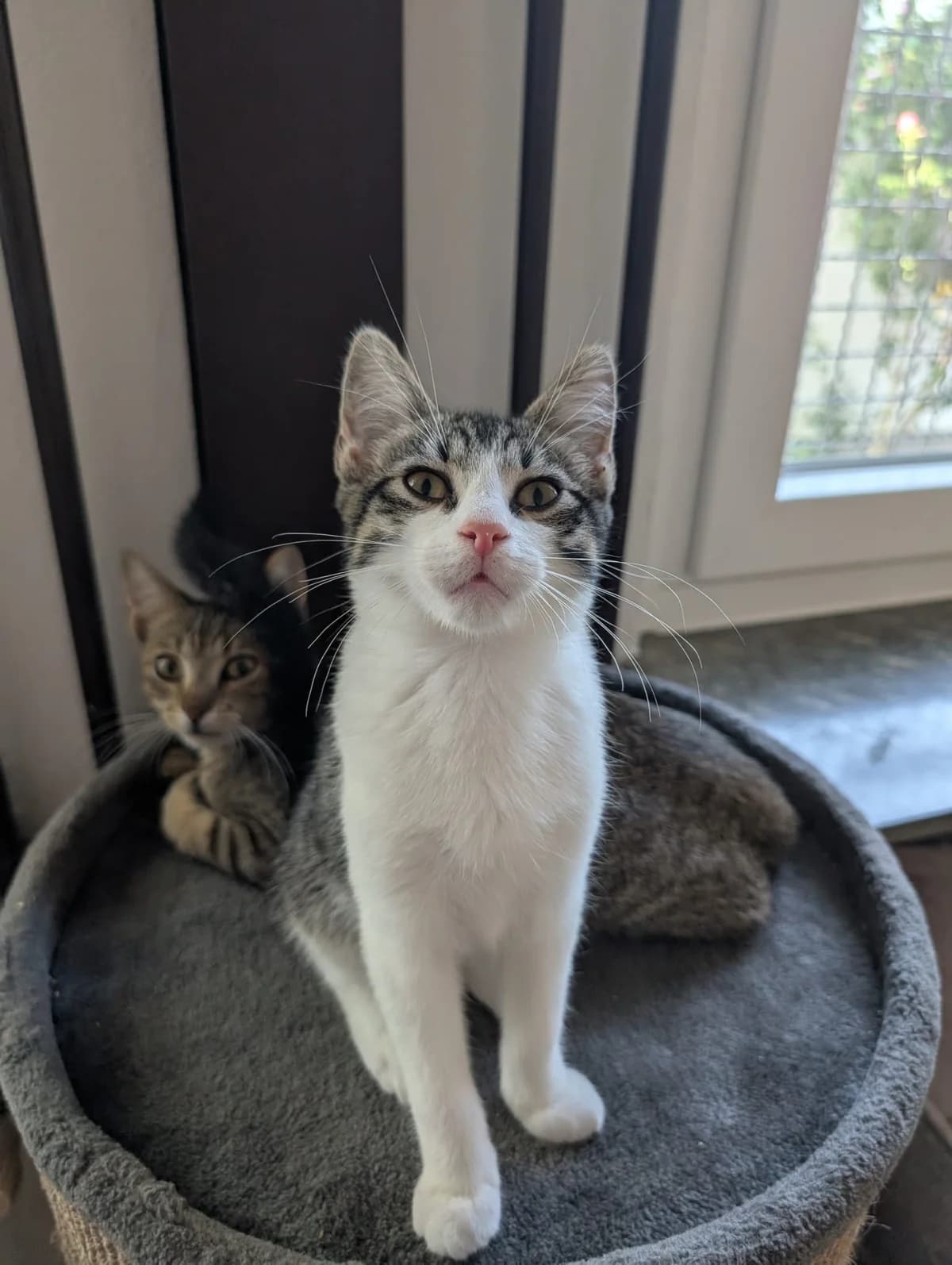 Kitten, female young European Shorthair for adoption at Tierheim Ludwigshafen, Ludwigshafen/Rheim