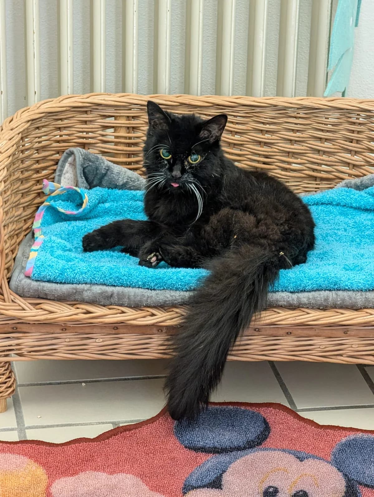 KnΓΆpfchen, female senior mixed breed for adoption at Tierheim Ludwigshafen, Ludwigshafen/Rheim