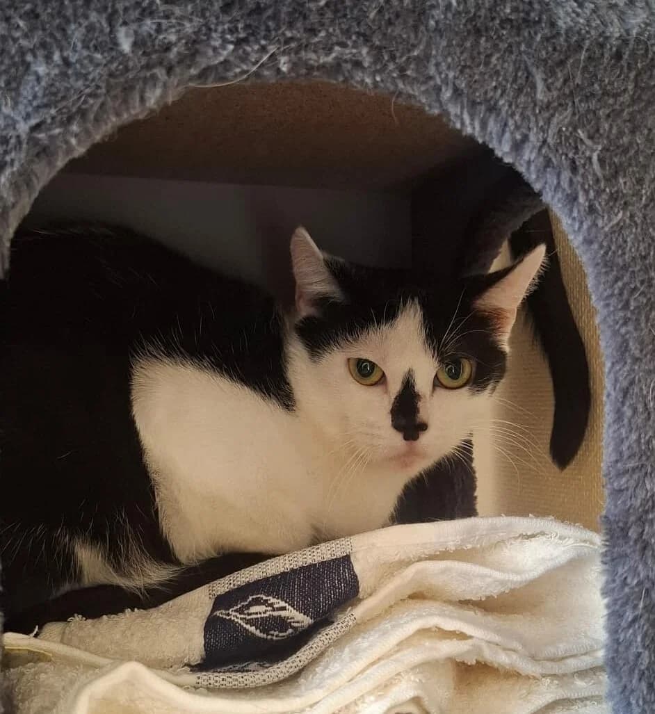 Krümel, female 4yo European Shorthair for adoption at Tierheim Ludwigshafen, Ludwigshafen/Rheim