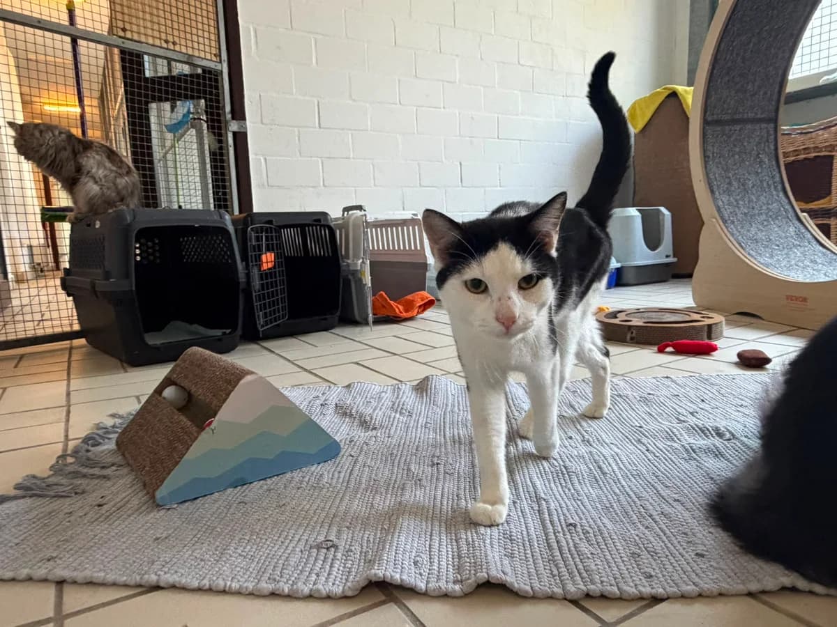 Krypto, male European Shorthair for adoption at Tierheim Ludwigshafen, Ludwigshafen/Rheim