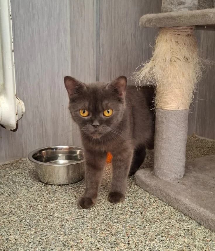 Kyra, female young mixed breed for adoption at Tierheim Ludwigshafen, Ludwigshafen/Rheim