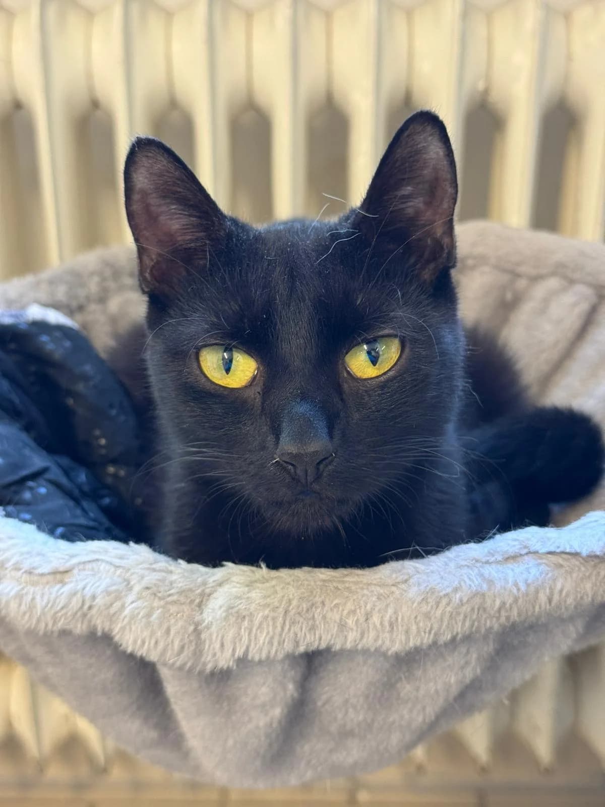 Leia, female young European Shorthair for adoption at Tierheim Ludwigshafen, Ludwigshafen/Rheim