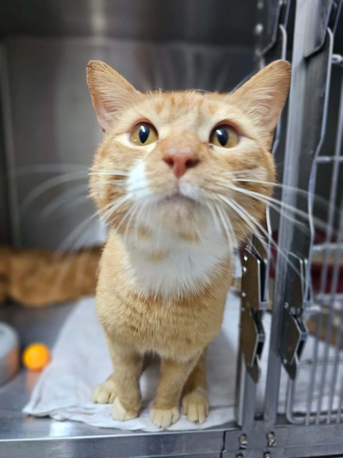 Leroy, male European Shorthair for adoption at Tierheim Ludwigshafen, Ludwigshafen/Rheim
