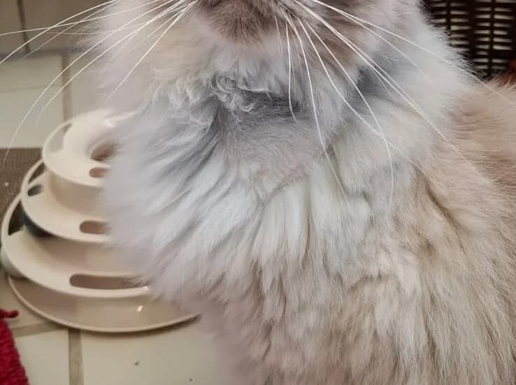 Lord, male senior mixed breed for adoption at Tierheim Ludwigshafen, Ludwigshafen/Rheim