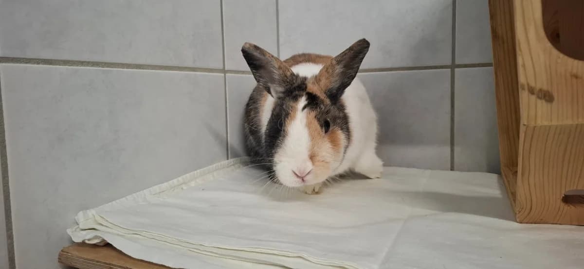 Luzy & Wasker, female mixed breed for adoption at Tierheim Ludwigshafen, Ludwigshafen/Rheim