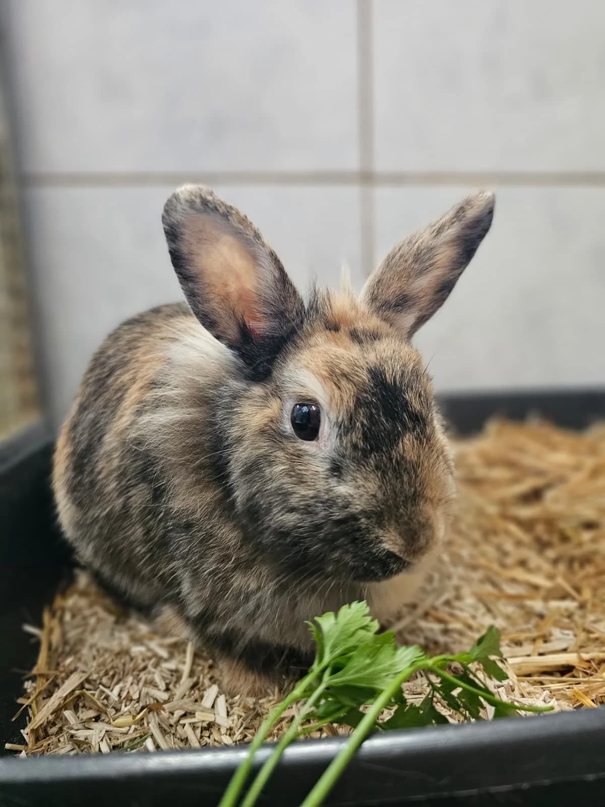 Luzy & Wasker, female mixed breed for adoption at Tierheim Ludwigshafen, Ludwigshafen/Rheim