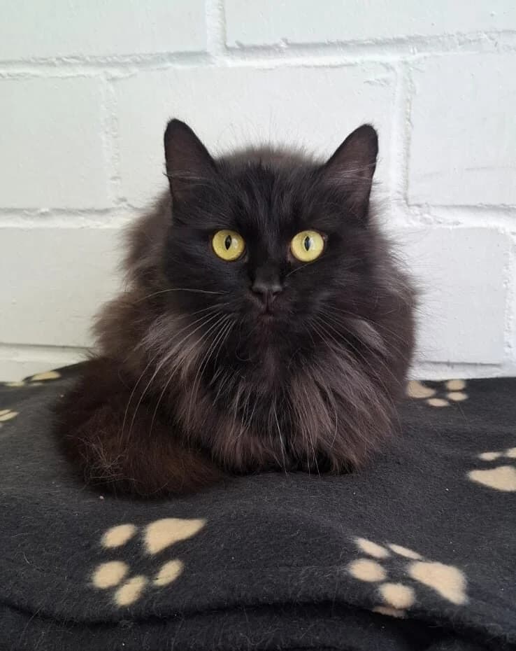 Malve, female 3yo mixed breed for adoption at Tierheim Ludwigshafen, Ludwigshafen/Rheim