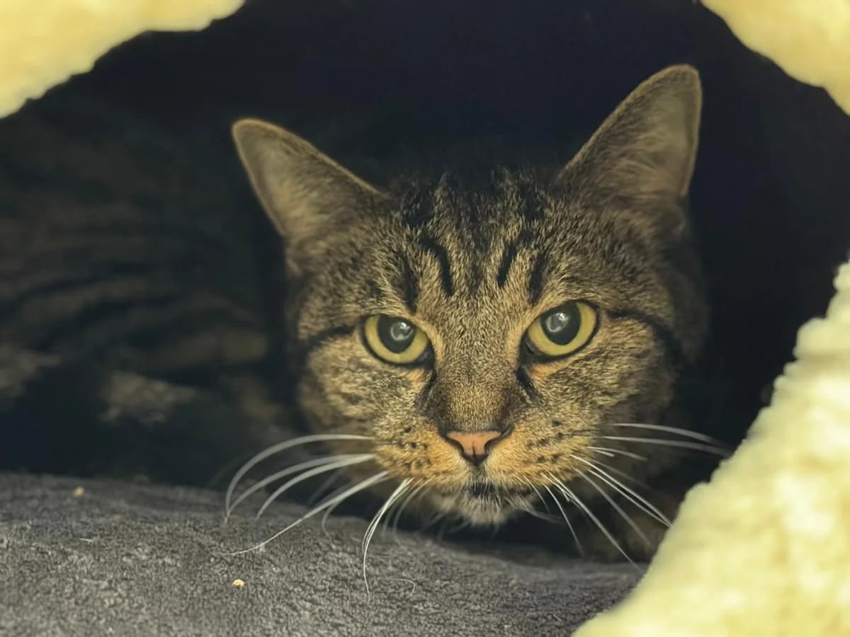 Maraike, female senior European Shorthair for adoption at Tierheim Ludwigshafen, Ludwigshafen/Rheim