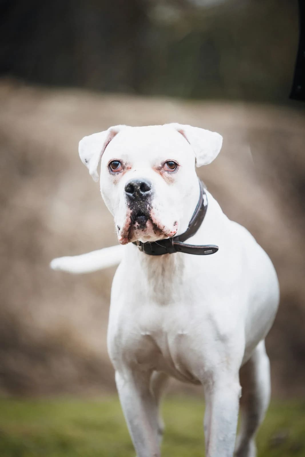 Marshall, male senior English Bulldog for adoption at Tierheim Ludwigshafen, Ludwigshafen/Rheim