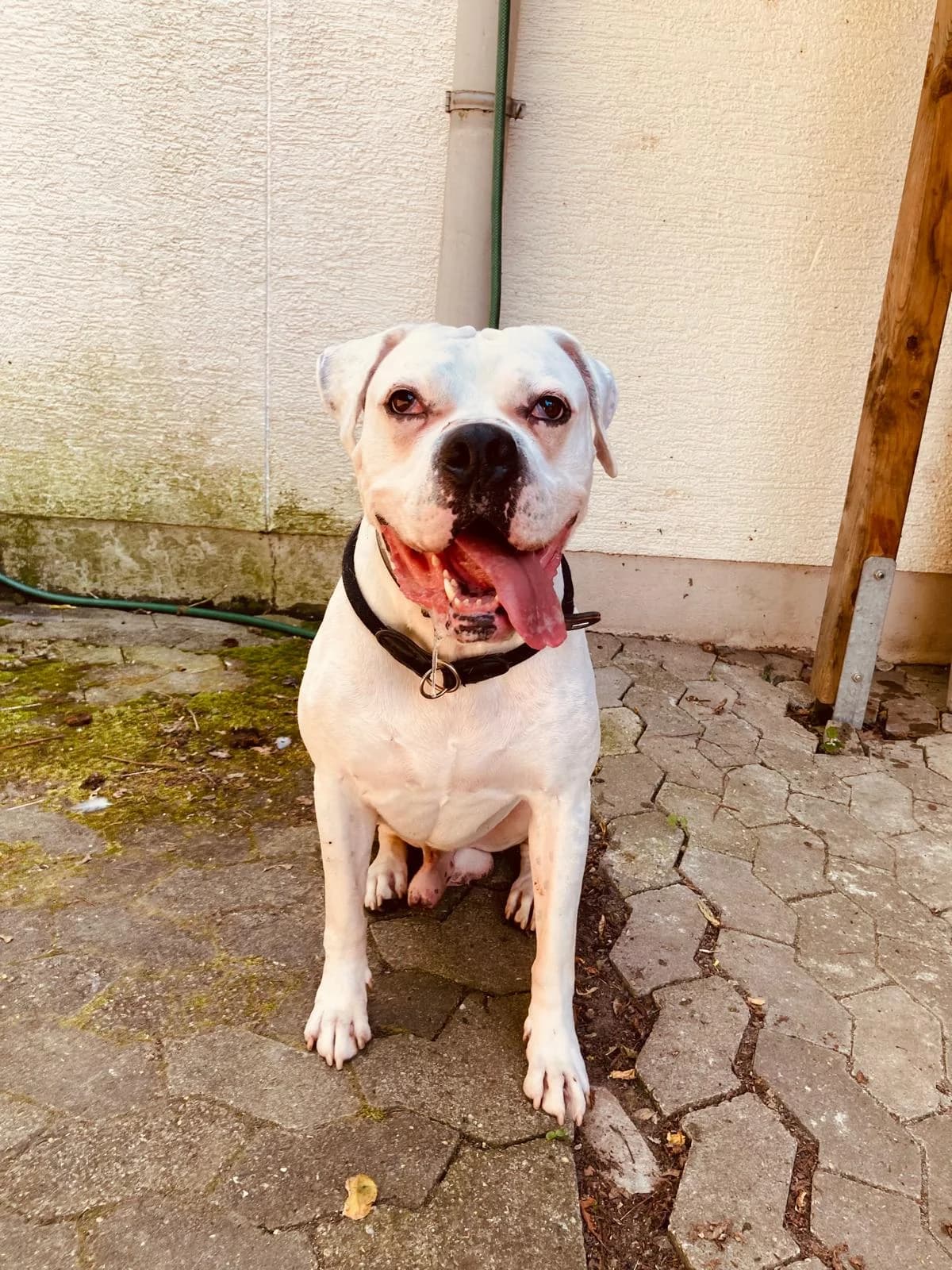 Marshall, male senior English Bulldog for adoption at Tierheim Ludwigshafen, Ludwigshafen/Rheim