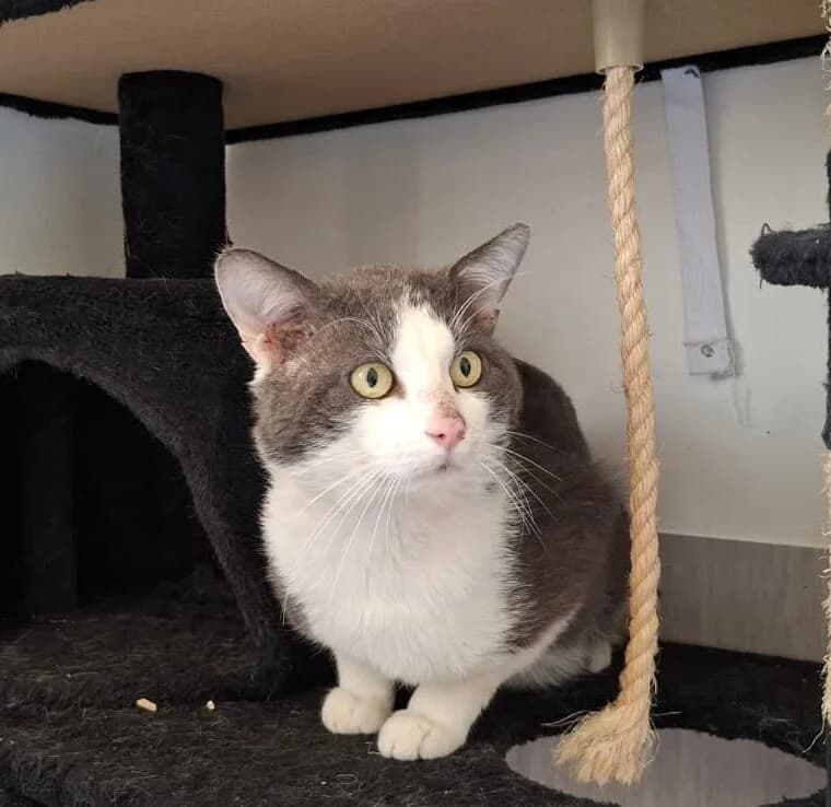 Matthäus, male 5yo European Shorthair for adoption at Tierheim Ludwigshafen, Ludwigshafen/Rheim