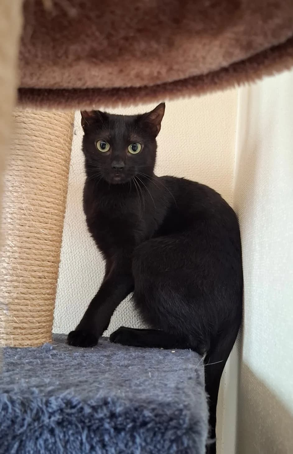 Maus, female 4yo European Shorthair for adoption at Tierheim Ludwigshafen, Ludwigshafen/Rheim