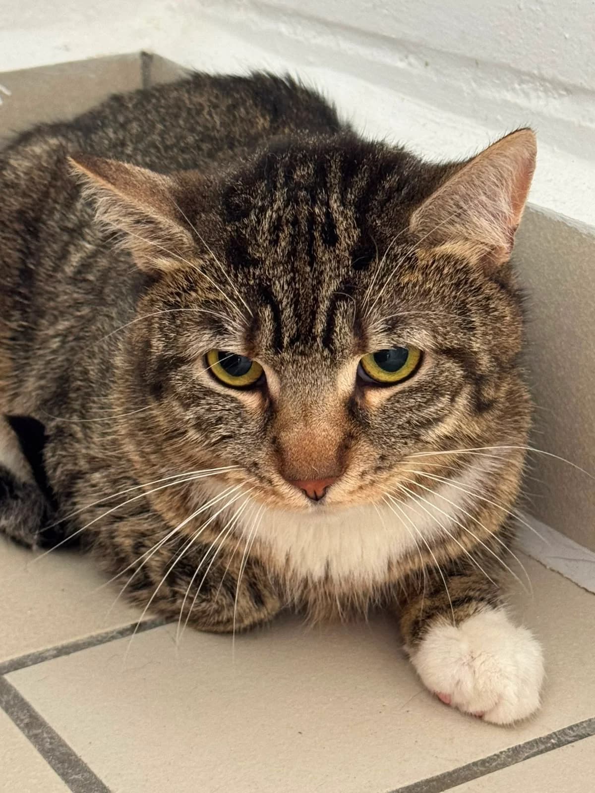 Max & Moritz, male young European Shorthair for adoption at Tierheim Ludwigshafen, Ludwigshafen/Rheim