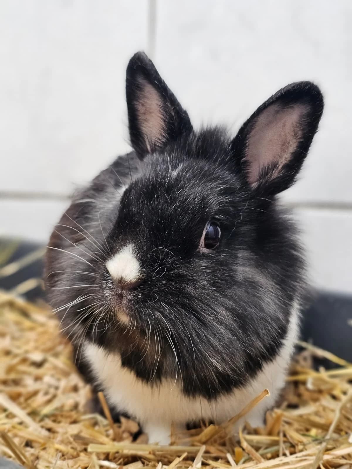 McQueen, female mixed breed for adoption at Tierheim Ludwigshafen, Ludwigshafen/Rheim