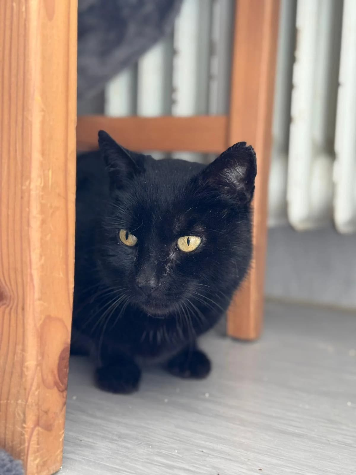 Mephisto, male senior European Shorthair for adoption at Tierheim Ludwigshafen, Ludwigshafen/Rheim