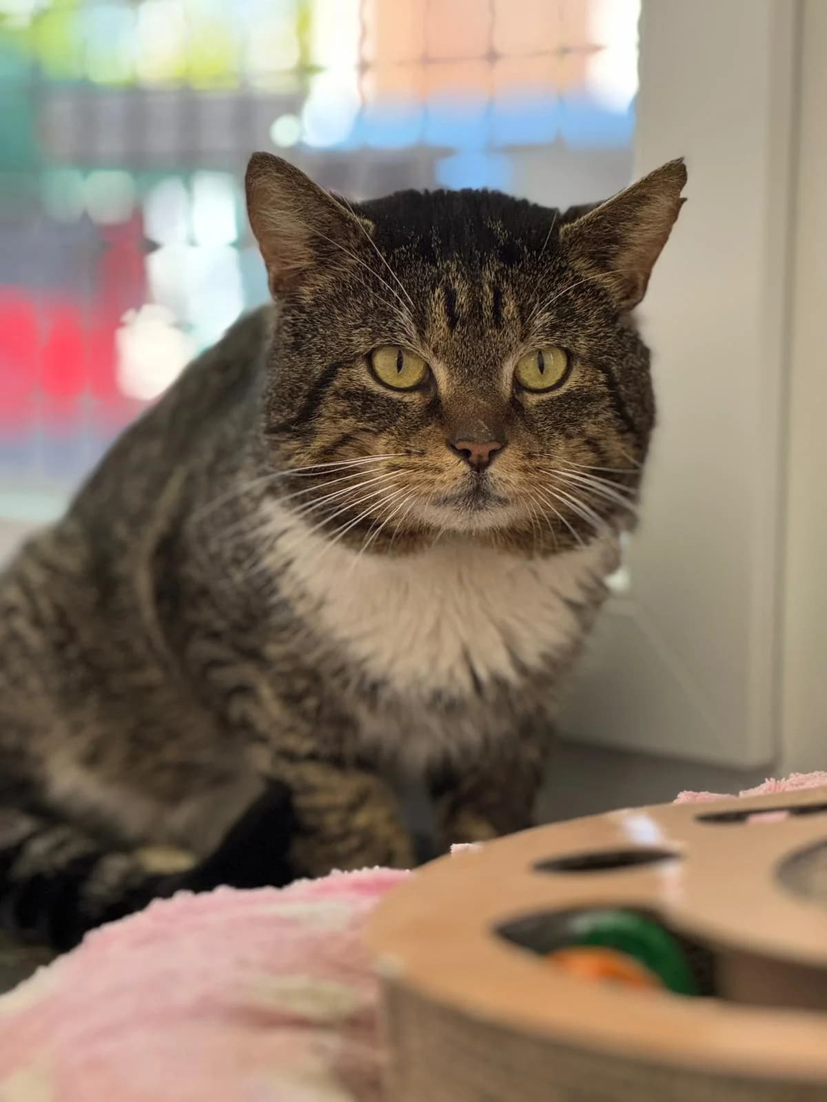 Milian, male 5yo European Shorthair for adoption at Tierheim Ludwigshafen, Ludwigshafen/Rheim
