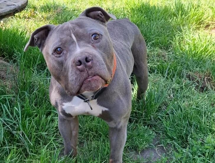 Minion, male senior American Staffordshire Terrier for adoption at Tierheim Ludwigshafen, Ludwigshafen/Rheim