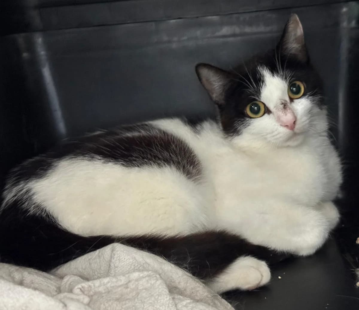 Miss Finster, female young European Shorthair for adoption at Tierheim Ludwigshafen, Ludwigshafen/Rheim