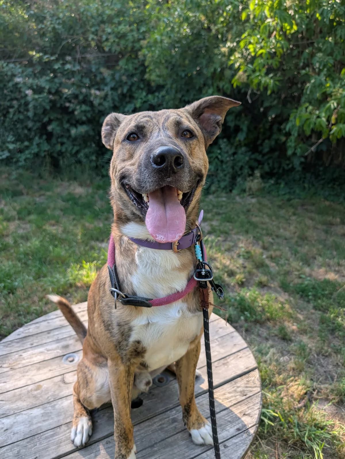 Moose, male 4yo Mixed Breed for adoption at Tierheim Ludwigshafen, Ludwigshafen/Rheim