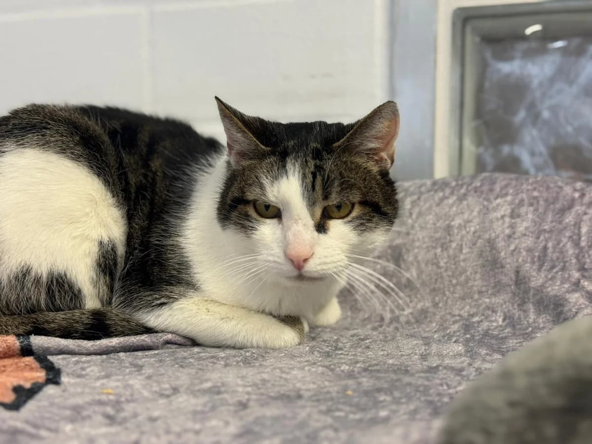 Mucki, male senior European Shorthair for adoption at Tierheim Ludwigshafen, Ludwigshafen/Rheim