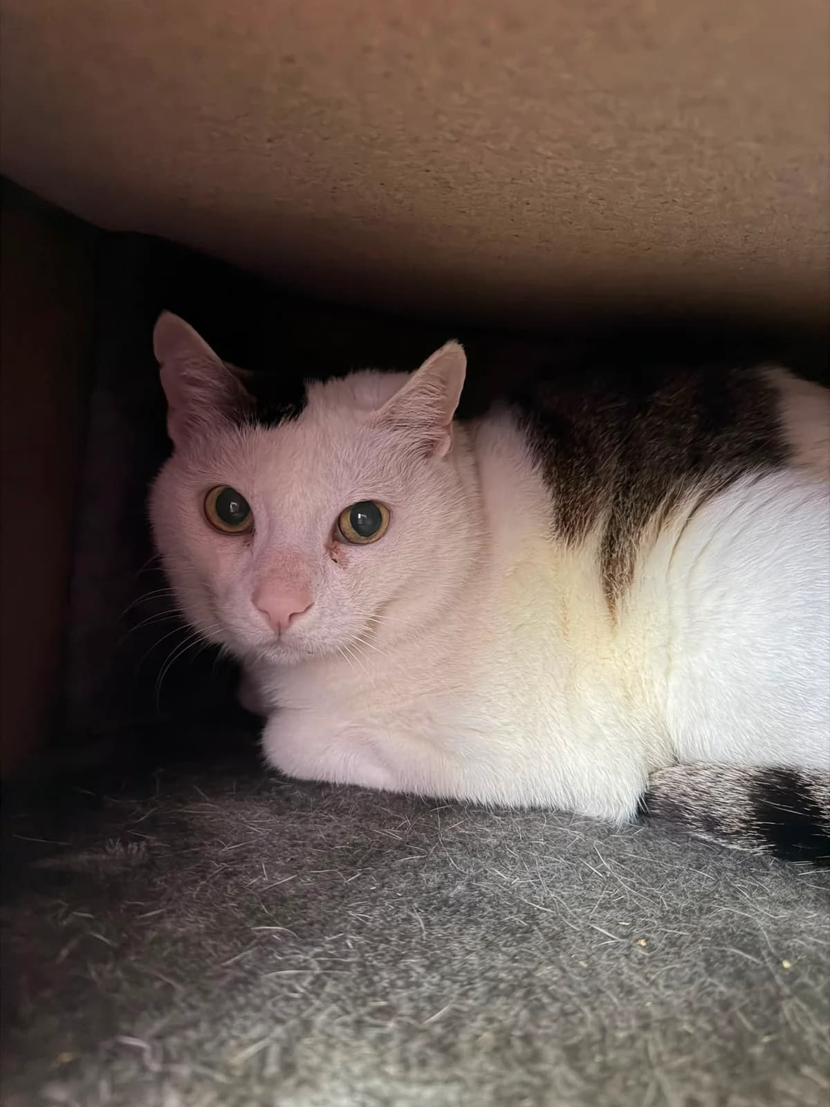 Mützchen, female 6yo European Shorthair for adoption at Tierheim Ludwigshafen, Ludwigshafen/Rheim
