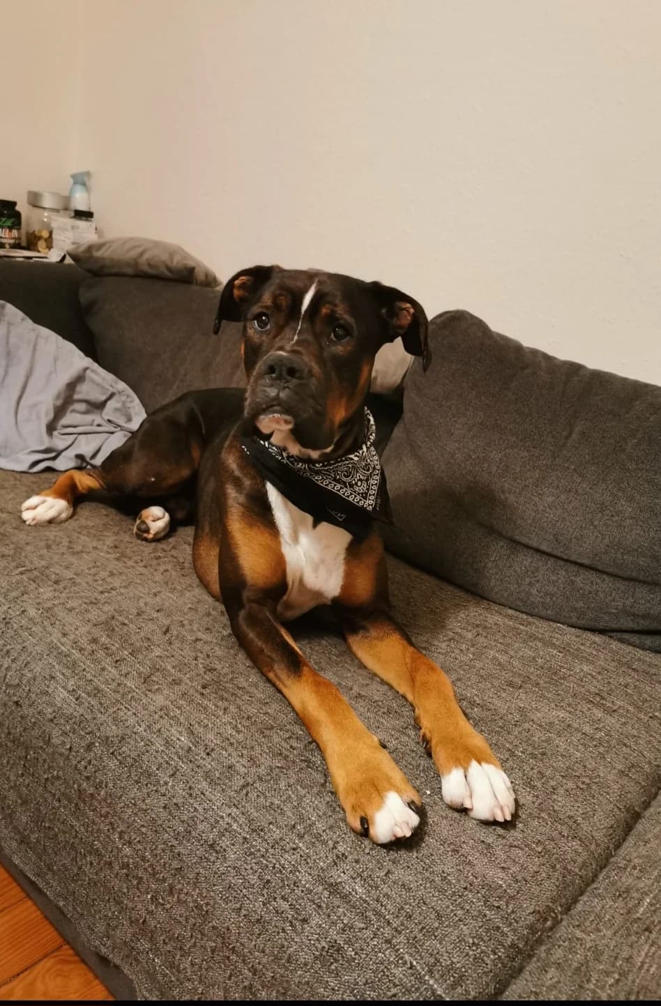 Neo, male 6yo Doberman for adoption at Tierheim Ludwigshafen, Ludwigshafen/Rheim