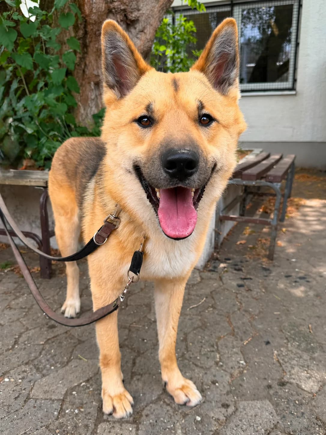 Nikita, male young Akita for adoption at Tierheim Ludwigshafen, Ludwigshafen/Rheim