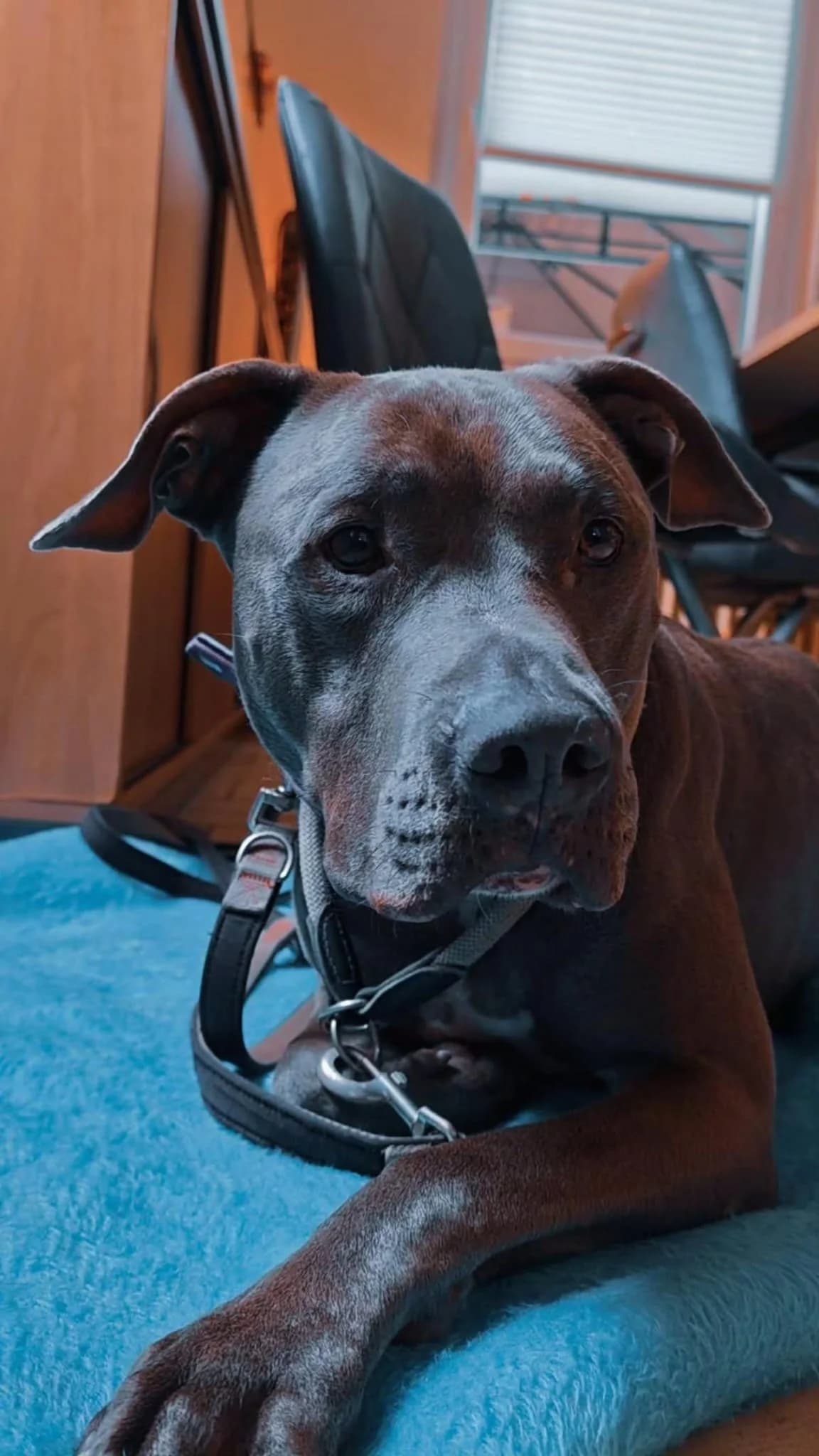Nilo, male 6yo American Staffordshire Terrier for adoption at Tierheim Ludwigshafen, Ludwigshafen/Rheim