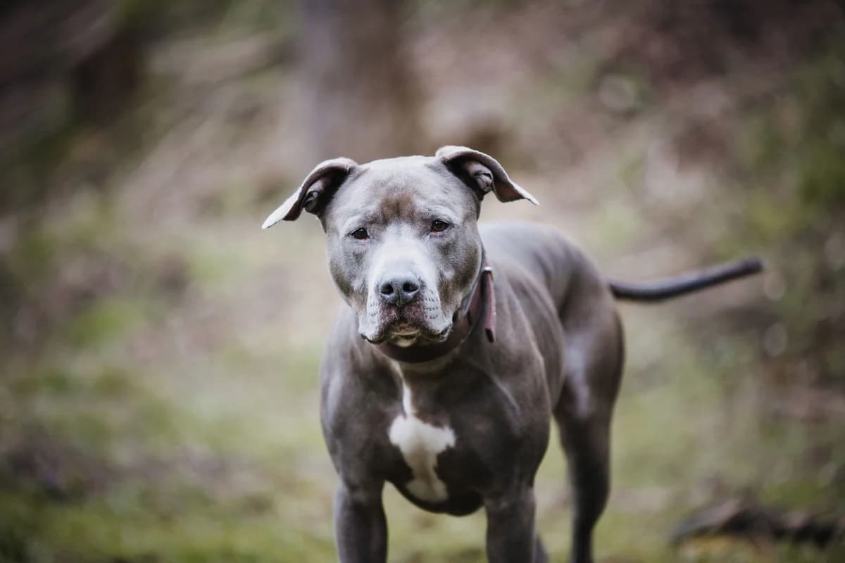 Nilo, male 6yo American Staffordshire Terrier for adoption at Tierheim Ludwigshafen, Ludwigshafen/Rheim