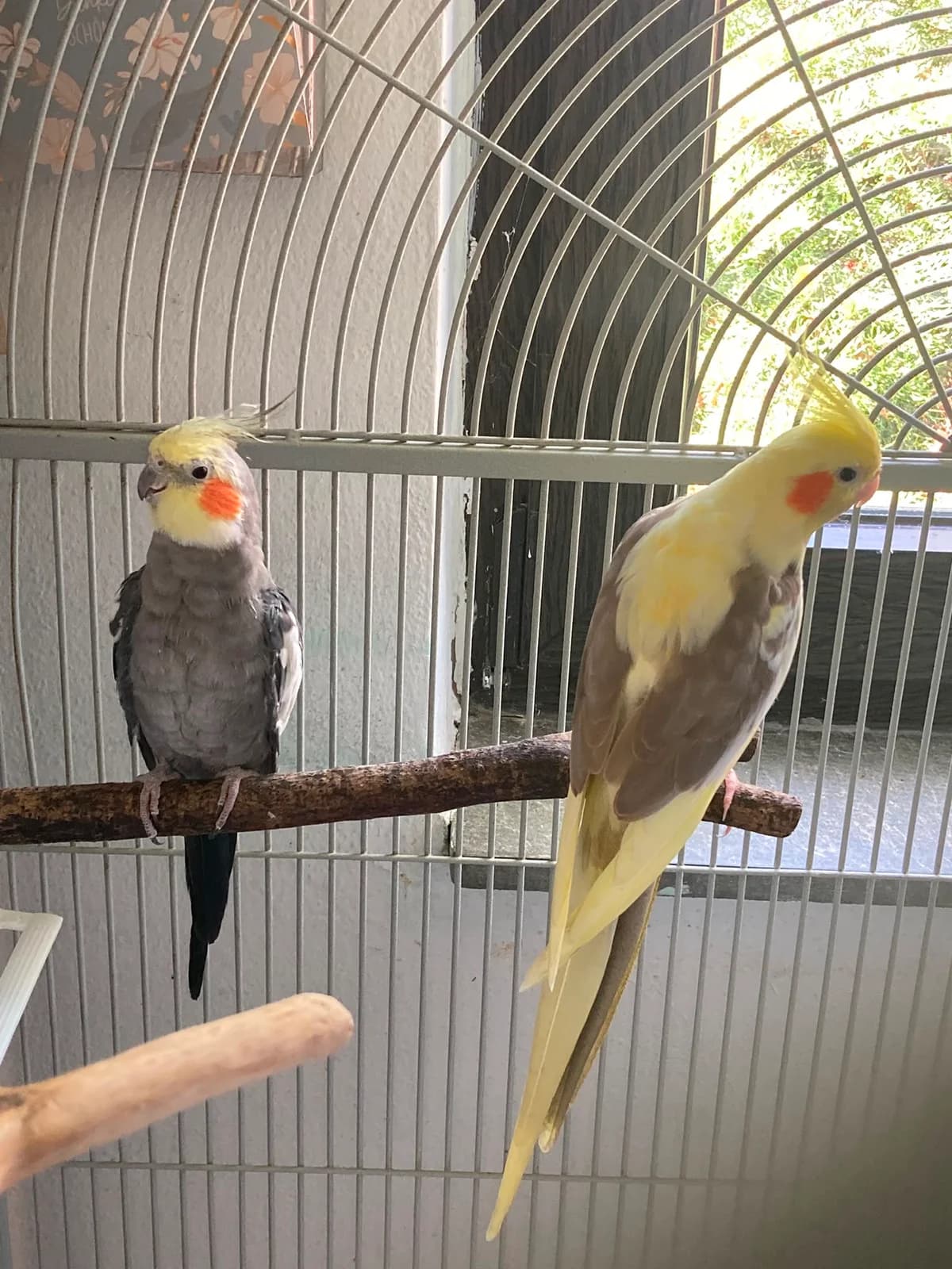 Nymphenstittich, mixed breed for adoption at Tierheim Ludwigshafen, Ludwigshafen/Rheim
