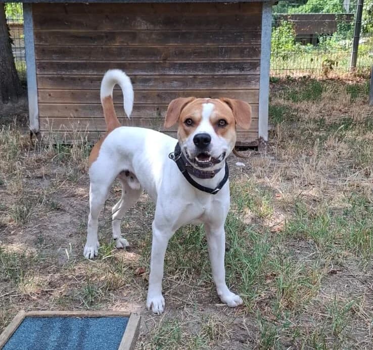 Oakley, male young mixed breed for adoption at Tierheim Ludwigshafen, Ludwigshafen/Rheim