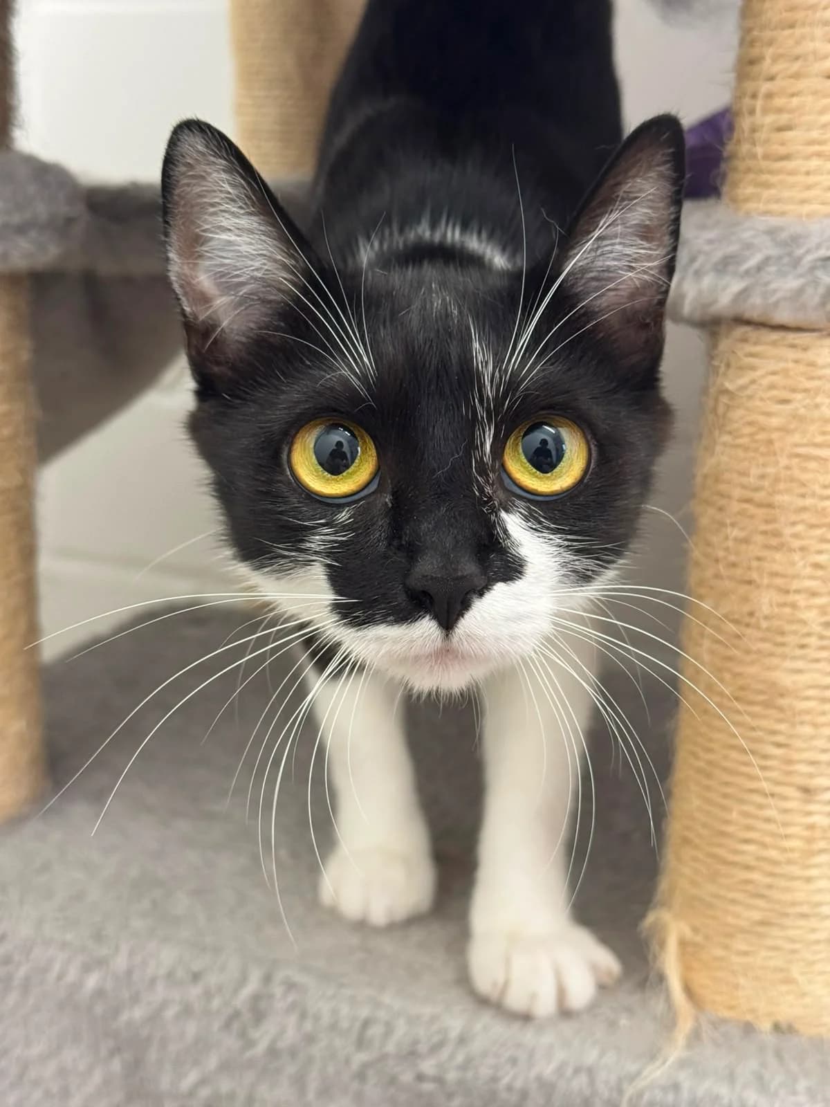Ocean, female young European Shorthair for adoption at Tierheim Ludwigshafen, Ludwigshafen/Rheim