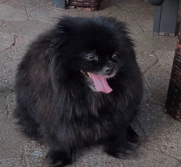 Ofenkartoffel, female 4yo Pomeranian for adoption at Tierheim Ludwigshafen, Ludwigshafen/Rheim