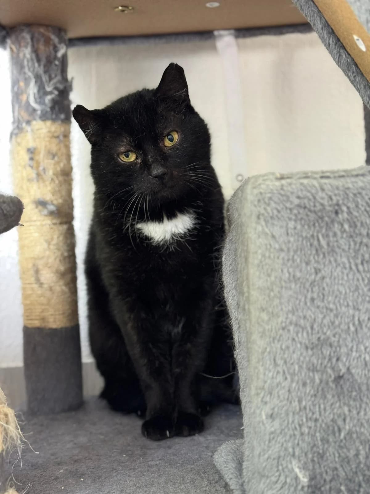 Pantheon, male European Shorthair for adoption at Tierheim Ludwigshafen, Ludwigshafen/Rheim