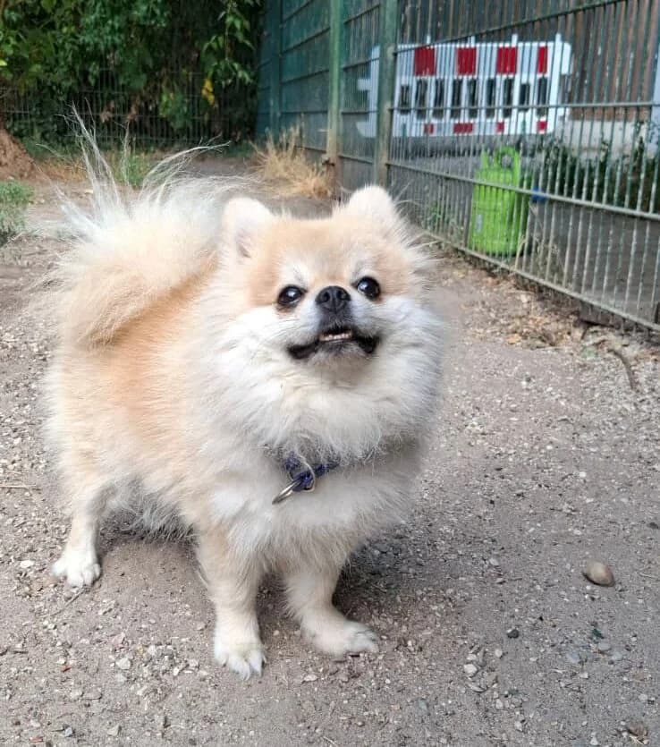 Pellkartoffel, male 5yo Pomeranian for adoption at Tierheim Ludwigshafen, Ludwigshafen/Rheim
