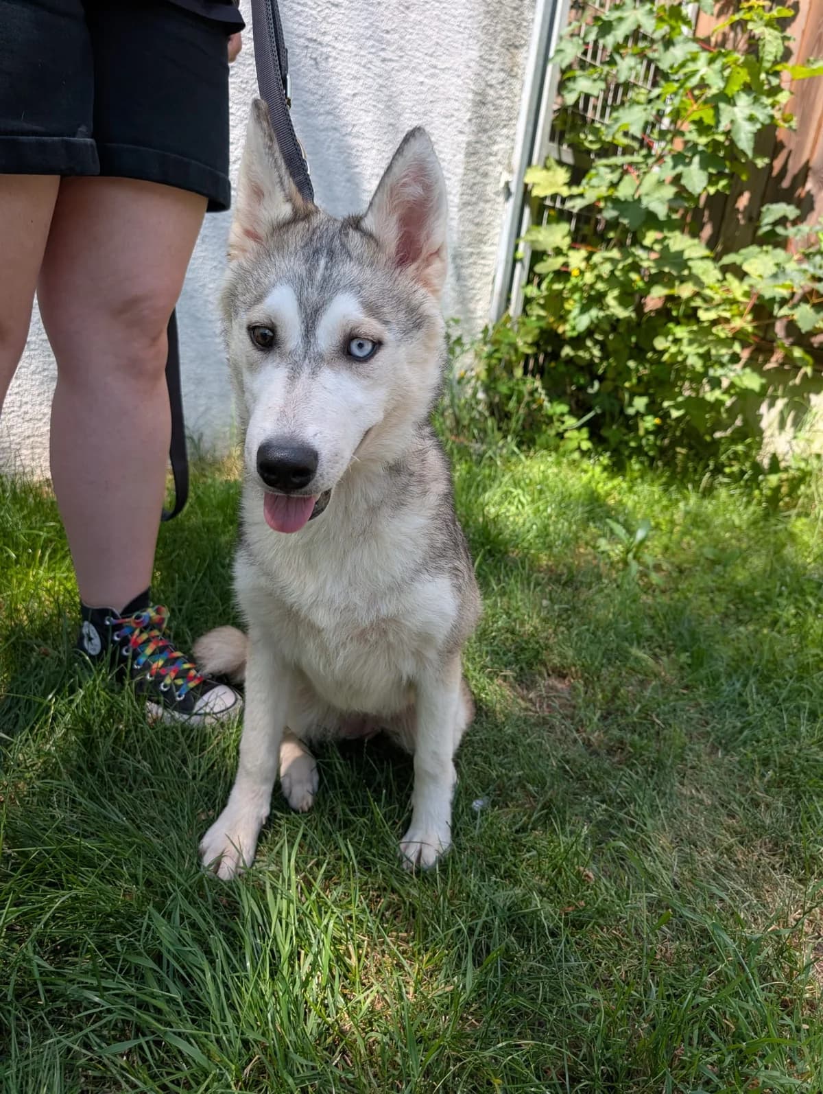 Pepper, female young Husky for adoption at Tierheim Ludwigshafen, Ludwigshafen/Rheim