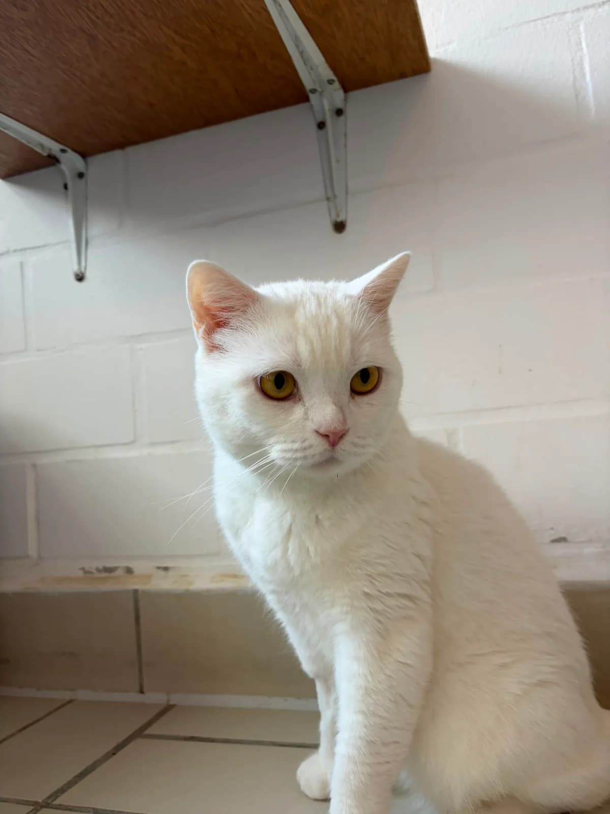 Peter, male 6yo British Shorthair for adoption at Tierheim Ludwigshafen, Ludwigshafen/Rheim