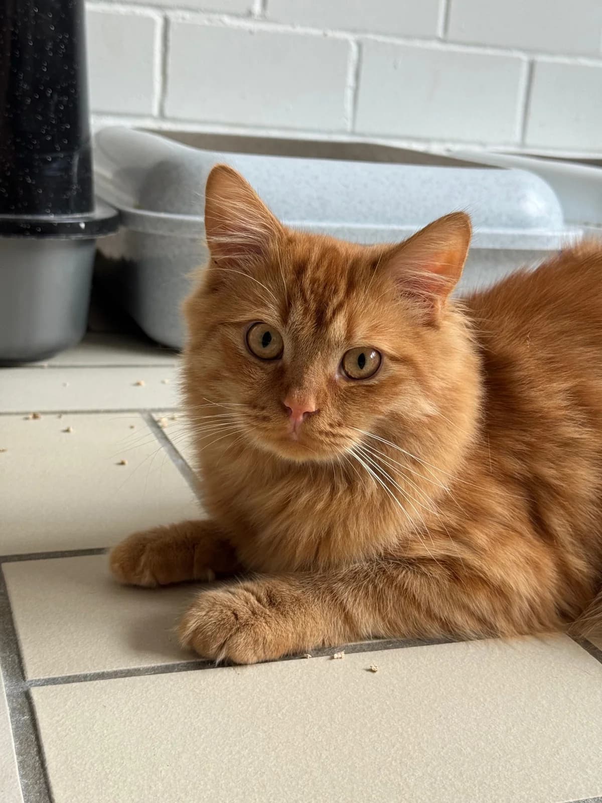 Piet, male young mixed breed for adoption at Tierheim Ludwigshafen, Ludwigshafen/Rheim