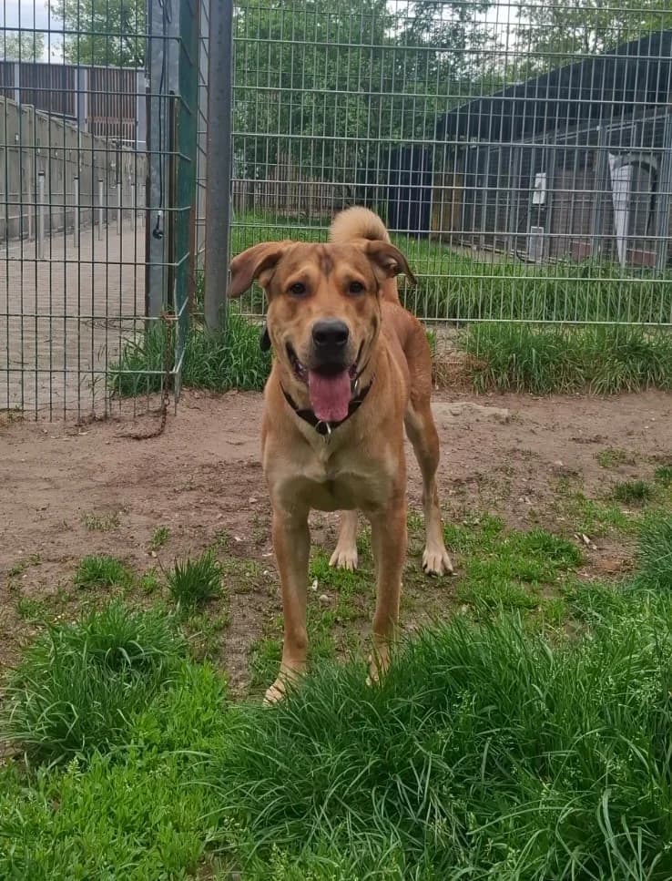 Pluto, male 3yo Mixed Breed for adoption at Tierheim Ludwigshafen, Ludwigshafen/Rheim