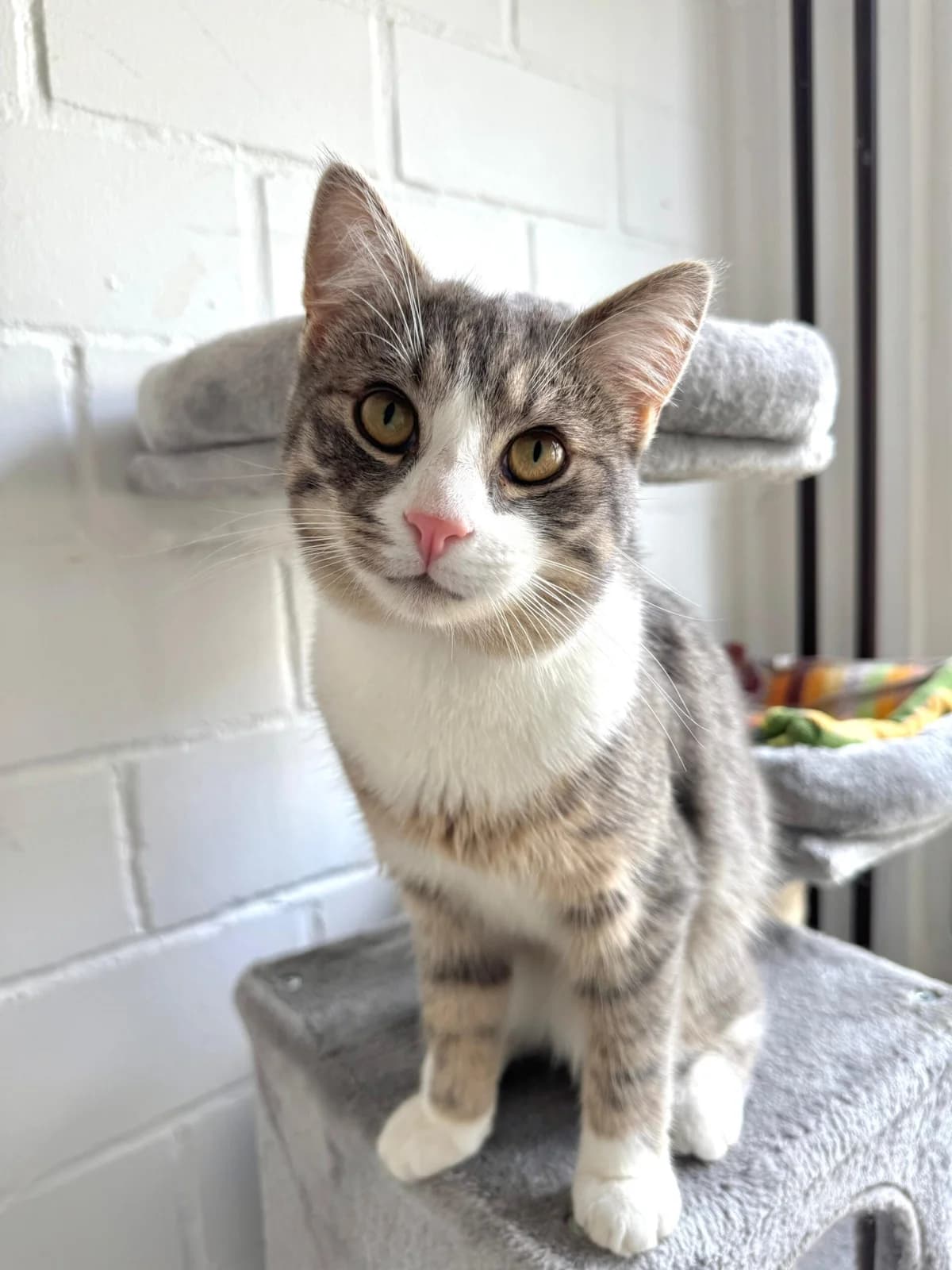 Pointer, male European Shorthair for adoption at Tierheim Ludwigshafen, Ludwigshafen/Rheim