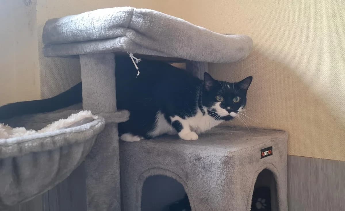 Punky, female senior European Shorthair for adoption at Tierheim Ludwigshafen, Ludwigshafen/Rheim