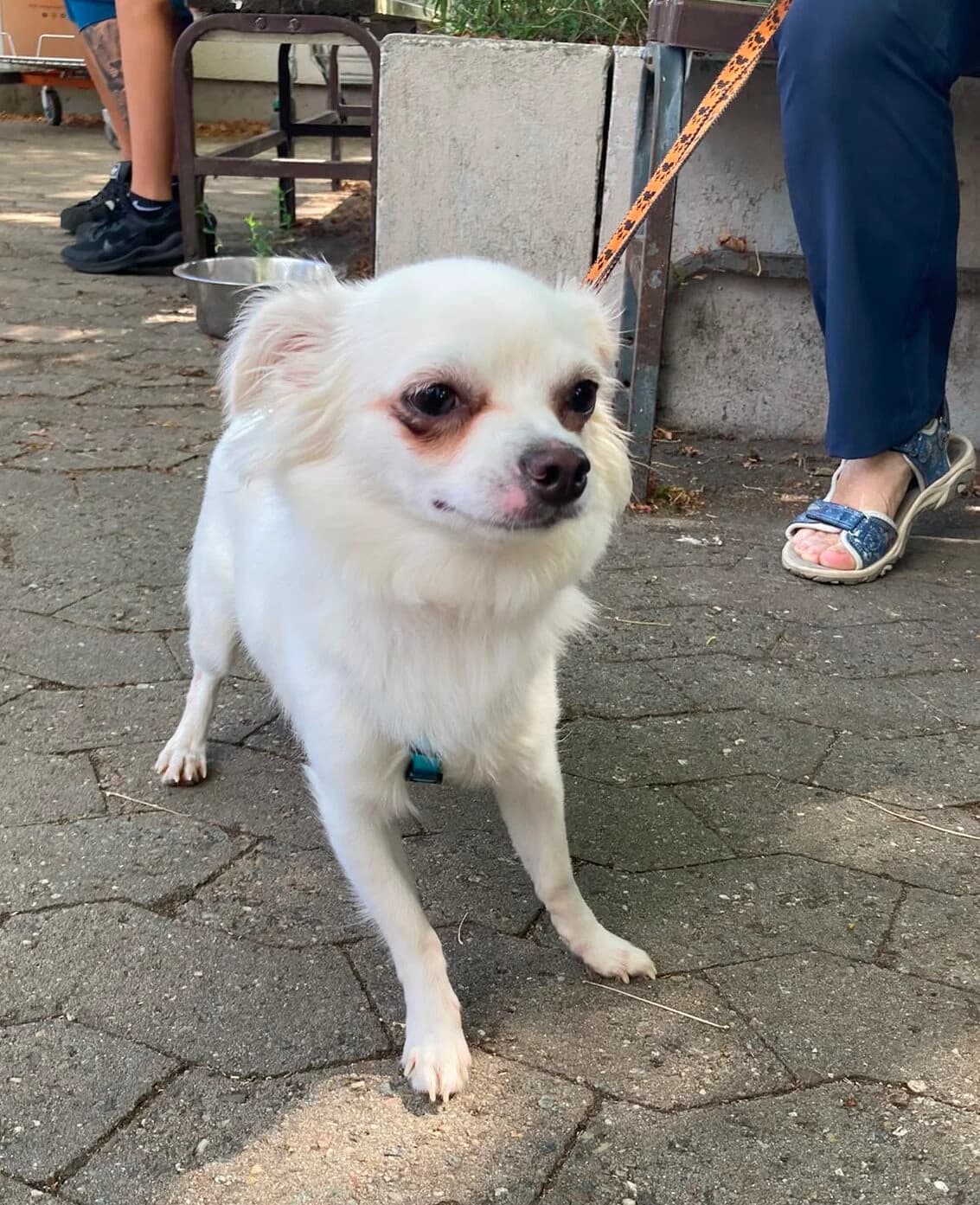 Raffa, male Chihuahua for adoption at Tierheim Ludwigshafen, Ludwigshafen/Rheim