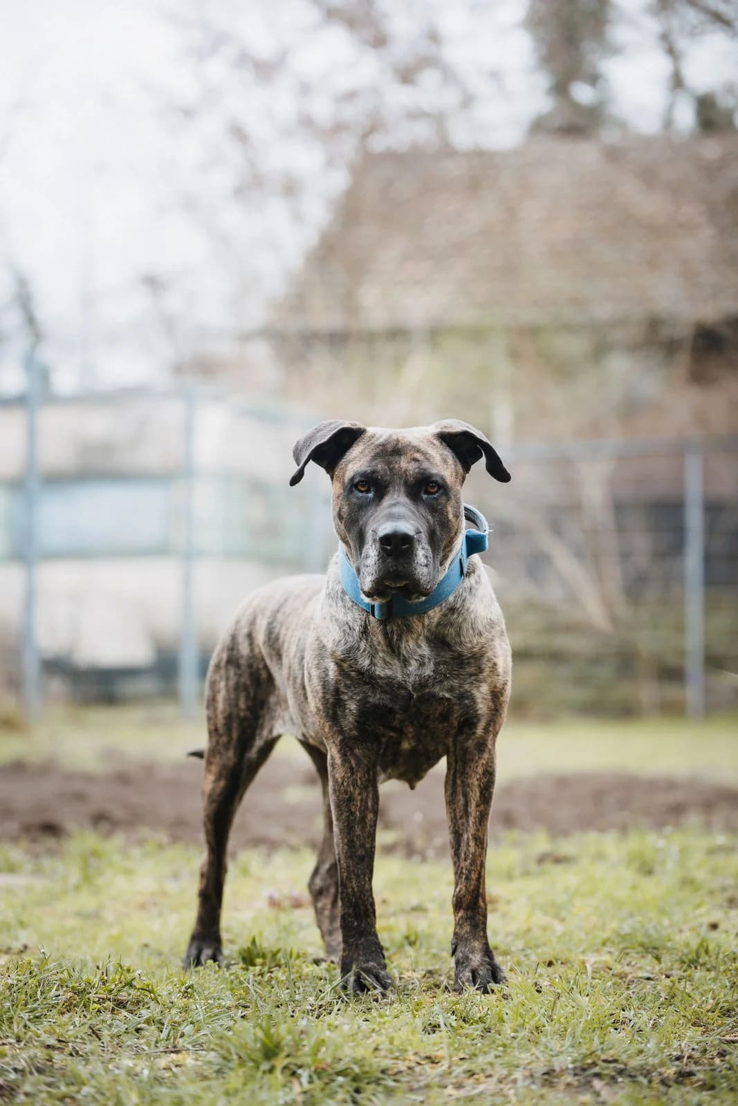 Raya, female 5yo Presa Canario for adoption at Tierheim Ludwigshafen, Ludwigshafen/Rheim