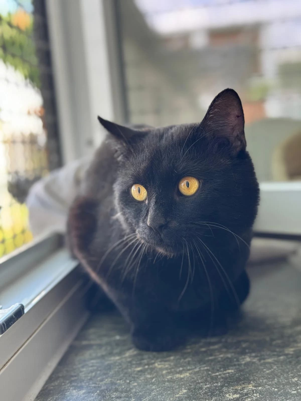 Rider, male 3yo European Shorthair for adoption at Tierheim Ludwigshafen, Ludwigshafen/Rheim