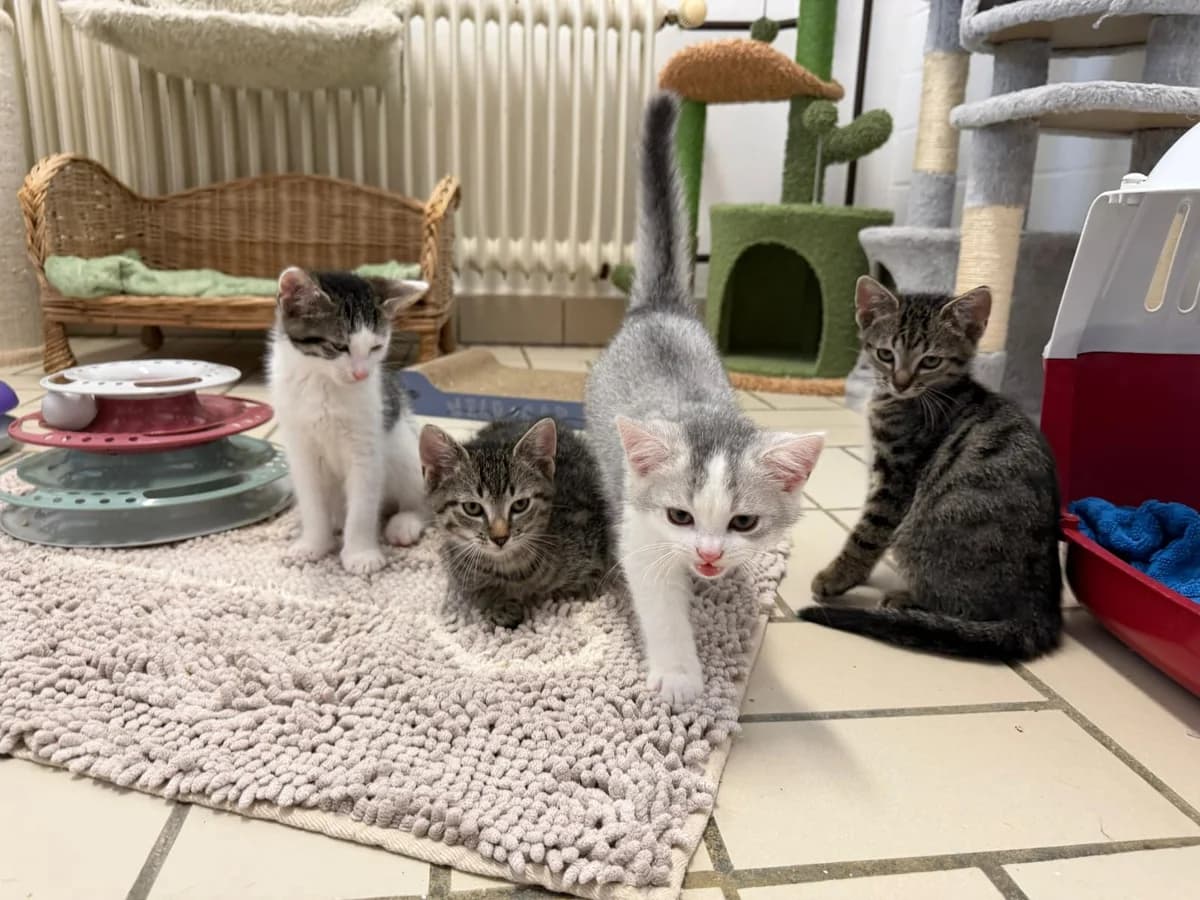 Ruben, Robin, Rafael, male puppy European Shorthair for adoption at Tierheim Ludwigshafen, Ludwigshafen/Rheim