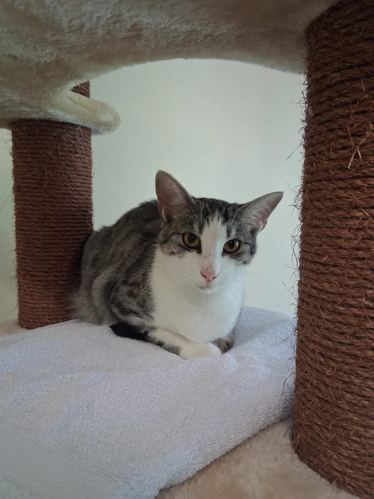 Romme, male young European Shorthair for adoption at Tierheim Ludwigshafen, Ludwigshafen/Rheim