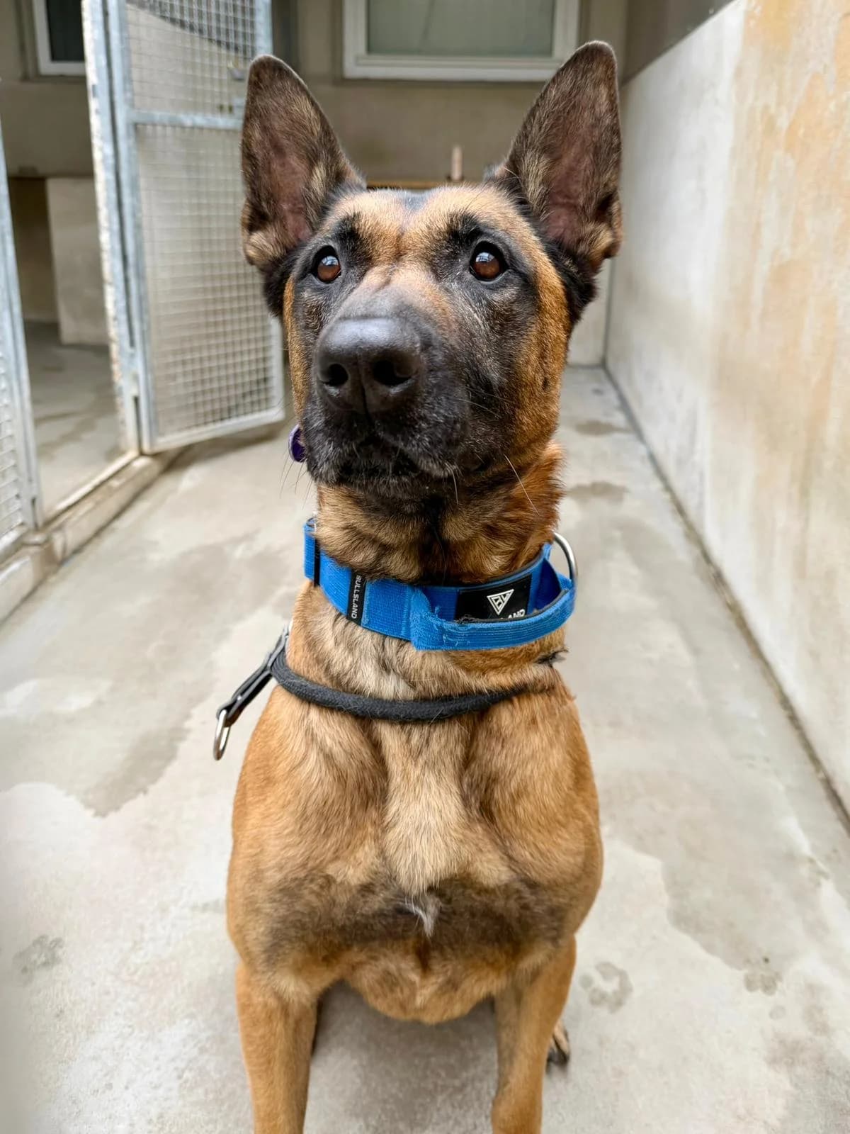 Ronald, male 6yo Belgian Malinois for adoption at Tierheim Ludwigshafen, Ludwigshafen/Rheim