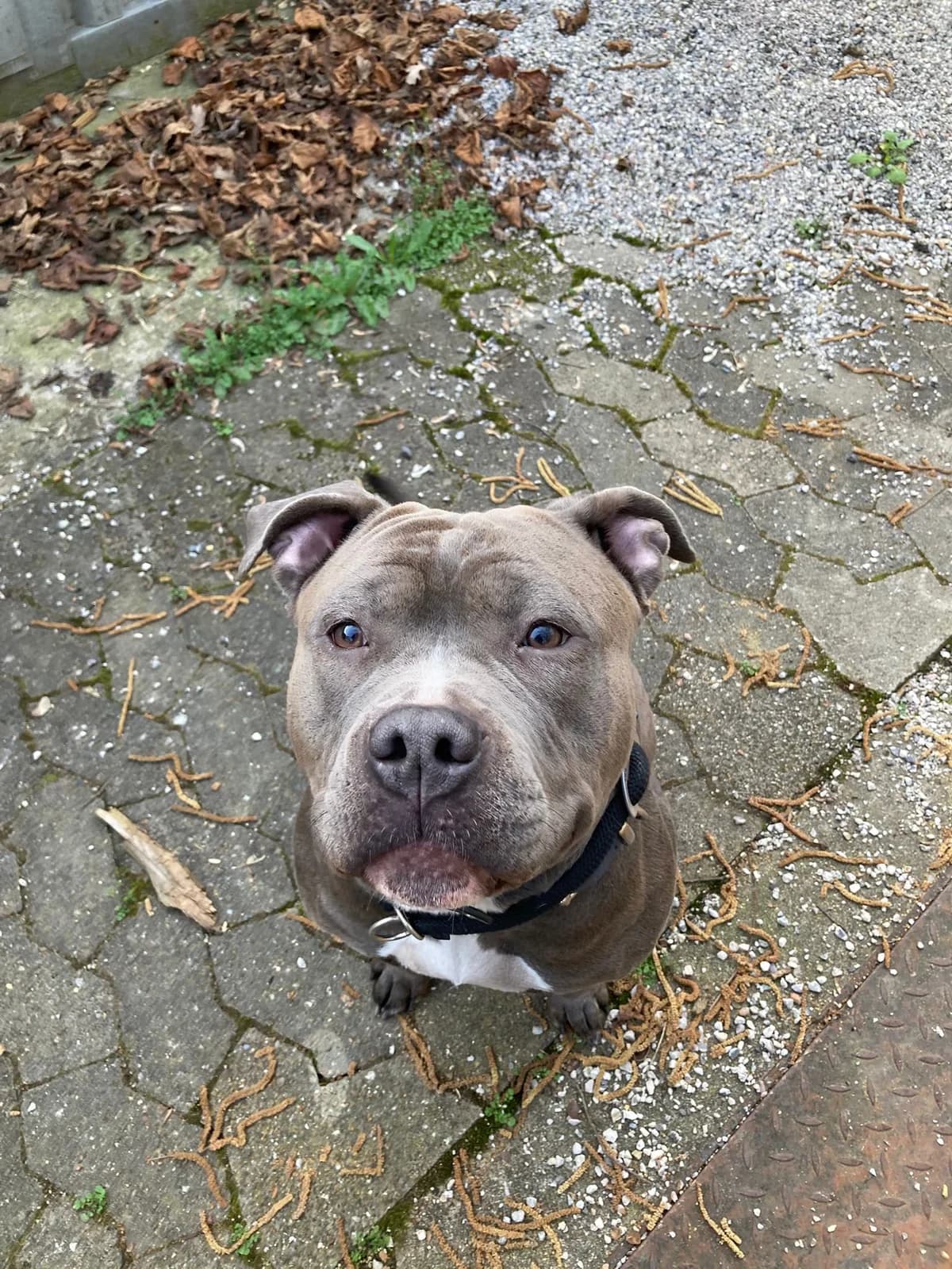 Runa, female young American Staffordshire Terrier for adoption at Tierheim Ludwigshafen, Ludwigshafen/Rheim