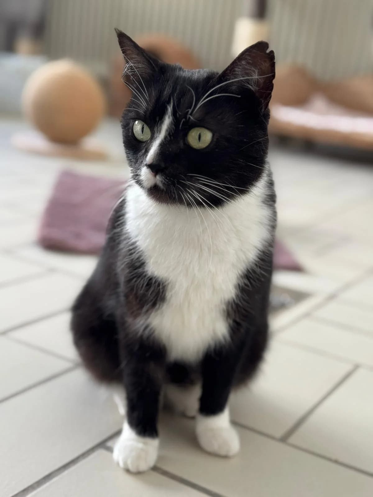 Salsa, female 3yo European Shorthair for adoption at Tierheim Ludwigshafen, Ludwigshafen/Rheim